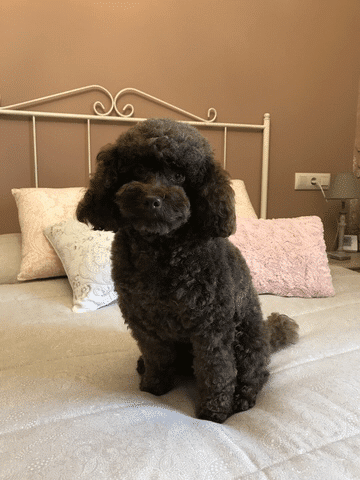 Lolo es nuestra mascota en casa rural a canteira
